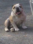 Lost Bulldog In E. Siloam Springs Area