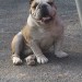 Lost Bulldog In E. Siloam Springs Area