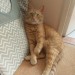 Male Ginger Cat