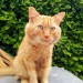 Missing ginger cat in Sarsfield rd. Cork