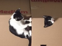 Lost brothers, black and white cats