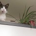Grey & white female cat lost in Ballincollig