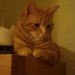 Missing Ginger Cat from Feakle, Co. Clare