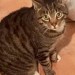Male Tabby Cat Missing from RINGASKIDDY