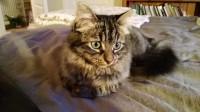 Black and brown tabby cat missing in Blackrock