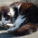 Black & White cat (called Bertie) lost in Kinsale