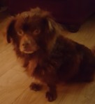 Small brown long hair male dog found on road in carrigtwohill
