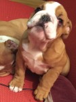 Female Bulldog pup (15 weeks old)