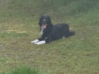Lost Dog in Donnybrook, Cork