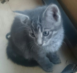 Grey female kitten lost in Adare/Limerick area