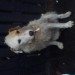 Female white and Brown  wirehead terrier mix, Turners  cross cork