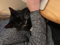 Female Kitten found near Garrane Darra Cork