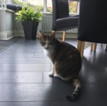 Missing female calico cat from the Rochestown/mountoval area cork