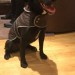 Black Border collie/Lab lost in Ballincollig