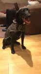 Black Border collie/Lab lost in Ballincollig