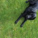 Lost female black Labrador from carrigaline