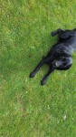 Lost female black Labrador from carrigaline