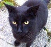 Found black cat – Rosscarbery, Cork