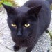 Found black cat – Rosscarbery, Cork