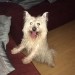 White male West Highland Terrier Found in Togher/Clashduv Cork