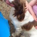 Brown and white springer spaniel