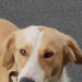 Male dog found in Ballygibbon area approx 2 weeks ago