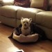 Female Westie lost near Bansha