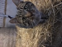 male cat found in rathcormac area