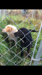 Two dogs found Grenagh/Mourneabbey North Cork