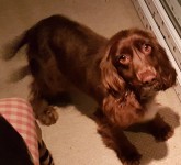 Brown spaniel found