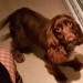 Brown spaniel found