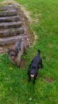 Two FEMALE Terrier’s missing Blaney Area