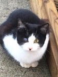 Small black and white cat