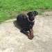 Black and Tan Doberman missing in Charleville, Cork