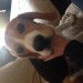 Male beagle lost carrigaline cork