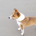 jack russell & small white fluffy dog lost in youghal