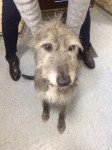 Found Deerhound Dunderrow Kinsale