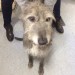 Found Deerhound Dunderrow Kinsale