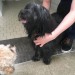 Black Shaggy Dog Found in Montenotte/St. Luke’s Area