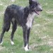 Male lurchers lost in Bealnamorrive, Macroom, Co. Cork