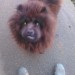 Female Chow Chow lost in Mallow