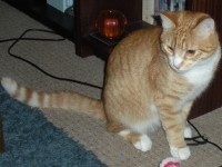 Ginger Cat lost in Pollerton, Carlow