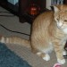 Ginger Cat lost in Pollerton, Carlow