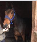 Two horses stolen from Kerry pike area last night!!