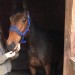 Two horses stolen from Kerry pike area last night!!