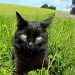 Missing all black cat from Boyle, Roscommon