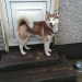 Male Siberian Husky lost in Rockchapel