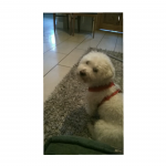 White bichon frise with red harness collar lost in Montenotte area