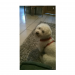 White bichon frise with red harness collar lost in Montenotte area