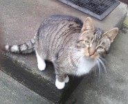 Young Tabby found in Cloghroe/Tower area